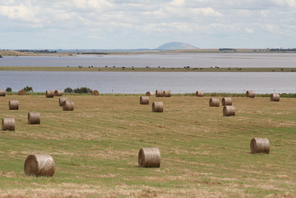 Round bales in pasture