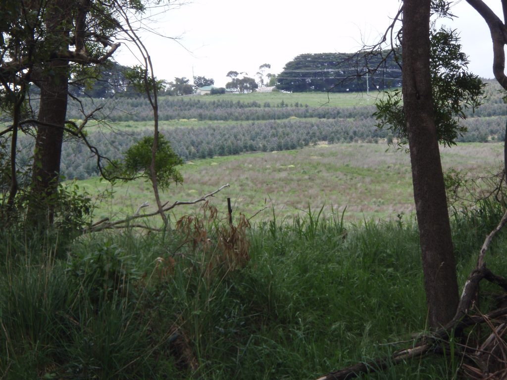 Pasture and forestry scene