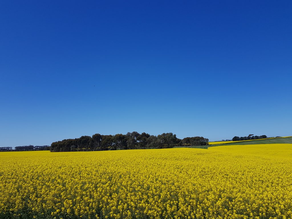 Flowering canola field