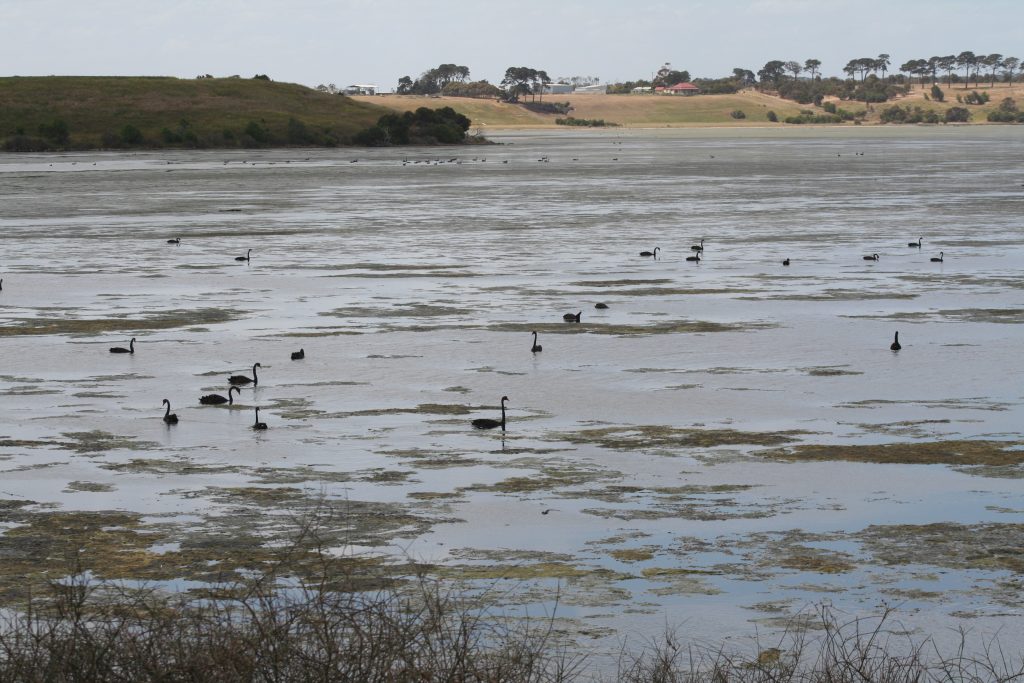 Swans on Lake Connewarre