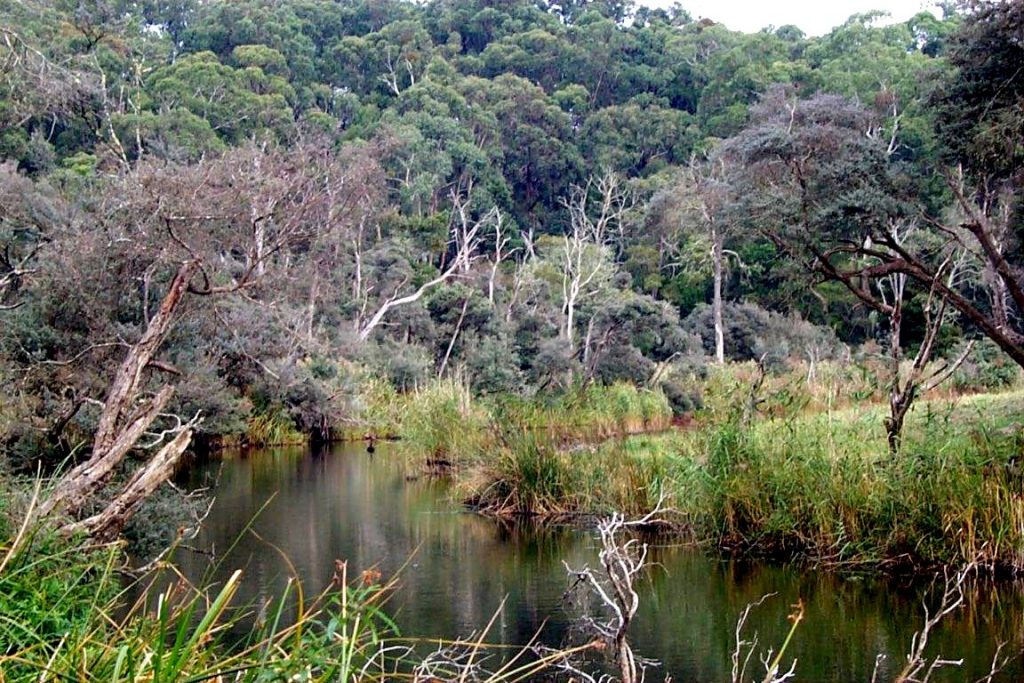 Bushland stream