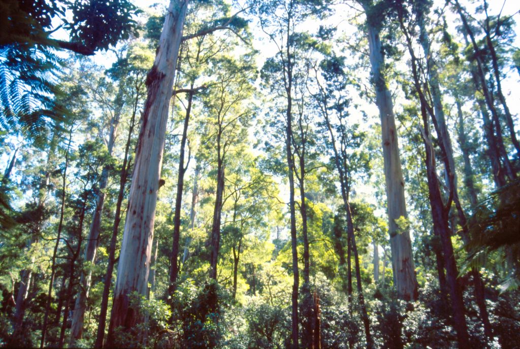 Tall native forest